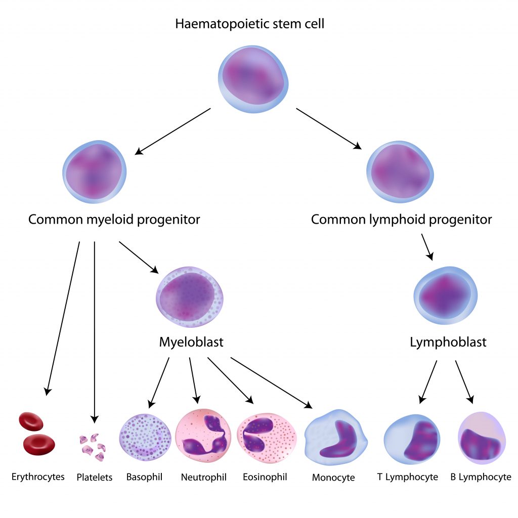 peripheral blood mononuclear cells