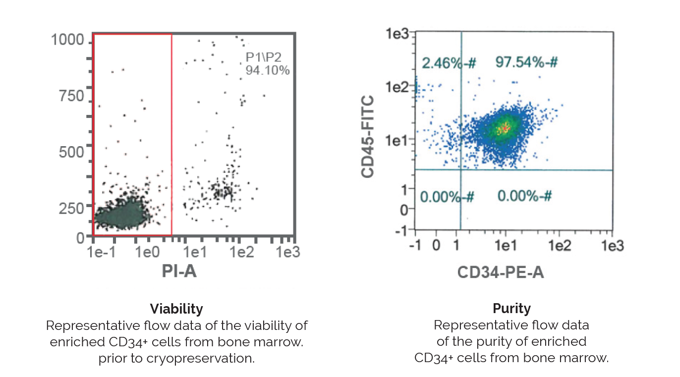 Bone Marrow Viability and Purity Data