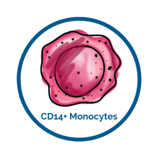 CD14 cells image