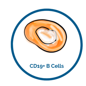 CD19 cells image