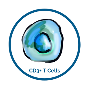 CD3 cells image