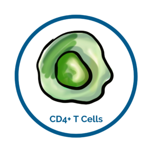 CD4 cells image