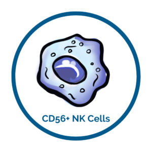 CD56 cells image
