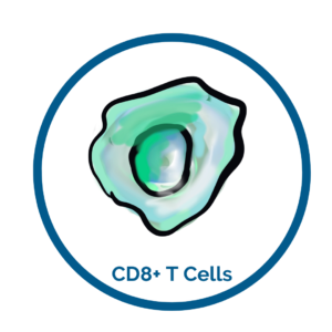 CD8 cells image