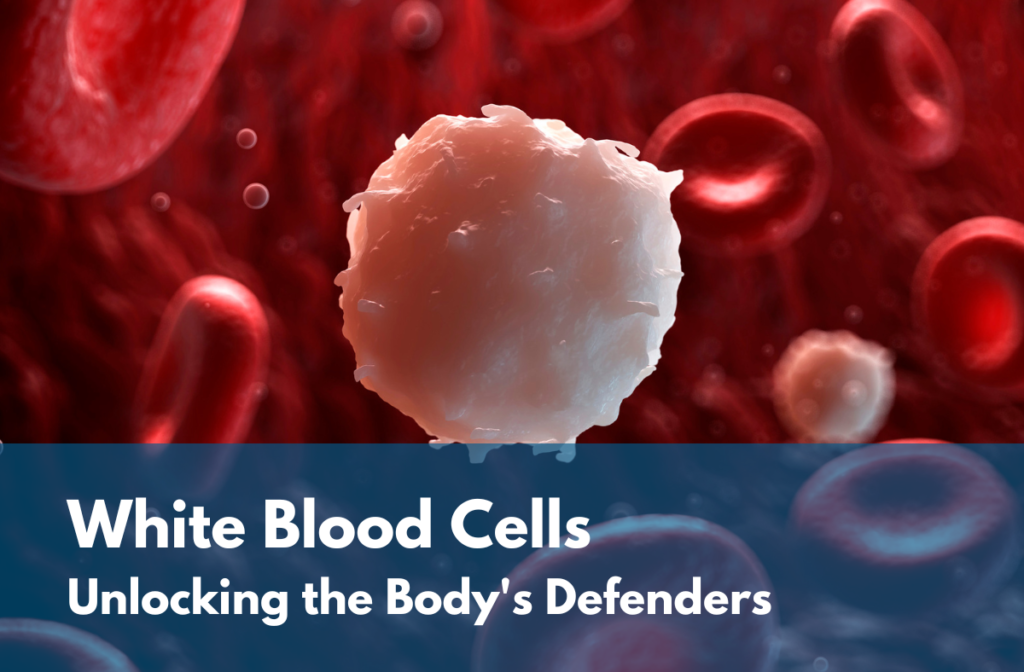 white blood cells blog
